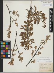 Foto von Salix appendiculata Vill. x Salix eleagnos Scop.